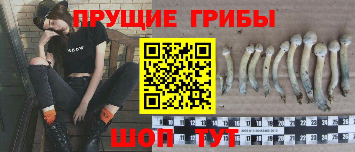 где купить наркотик  Галлюциногенные грибы прущие грибы  Вход с VPN  Скопин  Галлюциногенные грибы Psilocybine cubensis 